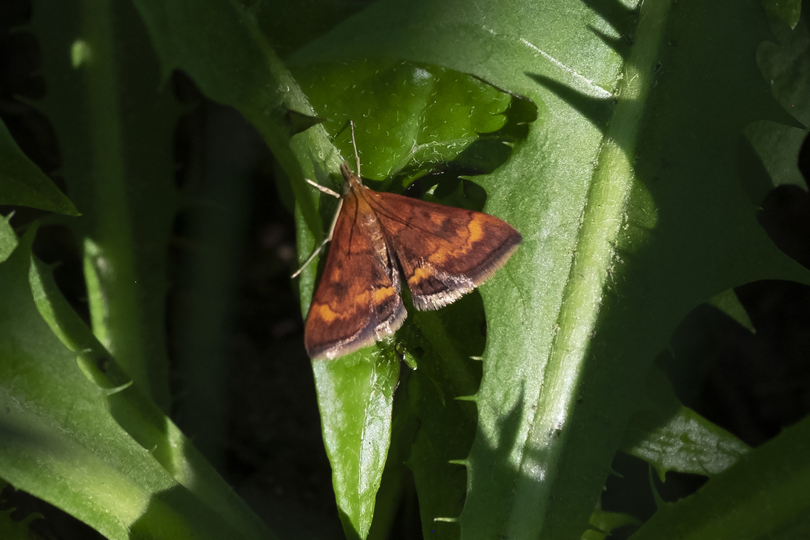 California pyrausta  Geotagged,Pyrausta californicalis,Summer,United States
