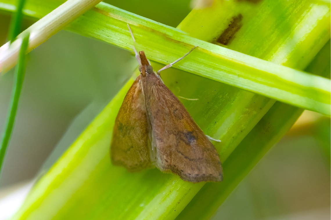 greenhouse leaftier  Celery leaftier,Geotagged,Summer,Udea rubigalis,United States