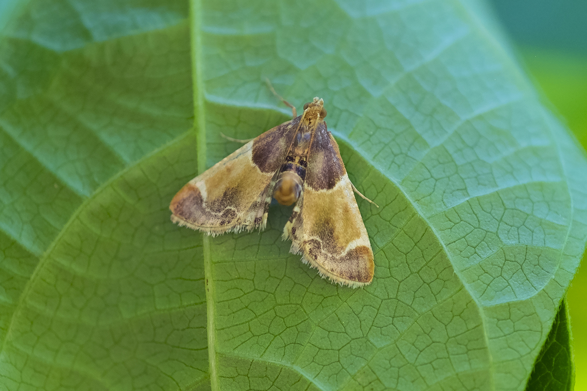 Meal moth  Geotagged,Meal moth,Pyralis farinalis,Summer,United States