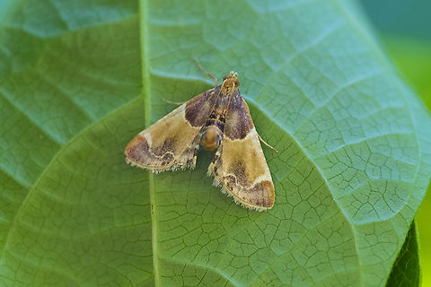 Meal moth  Geotagged,Meal moth,Pyralis farinalis,Summer,United States