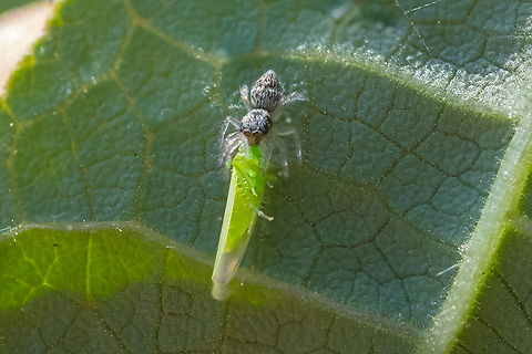 Tiny jumping spider with it's tiny meal probably a zebra jumper, but it's a bit too small to say that for sure.. Geotagged,Summer,United States