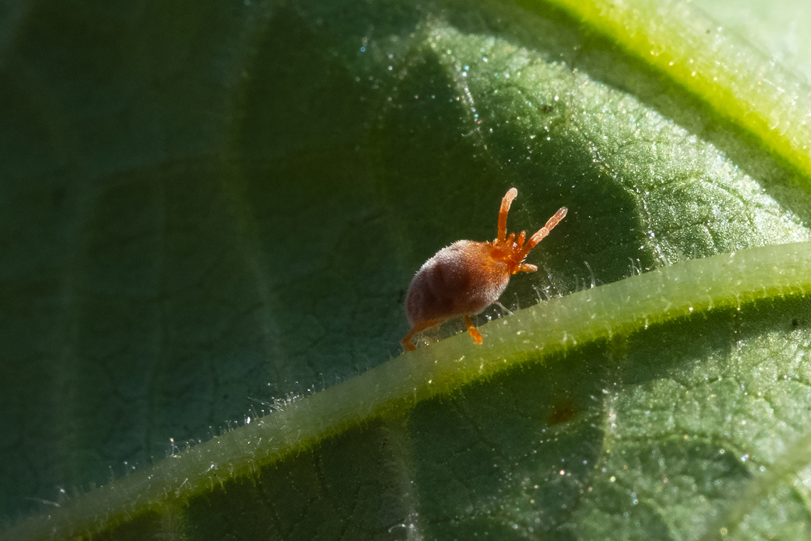 Family Trombidiidae - true velvet mite  Geotagged,Summer,United States