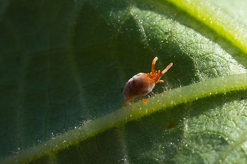 Family Trombidiidae - true velvet mite  Geotagged,Summer,United States