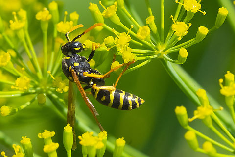 European paper wasp imported but extremely common European paper wasp,Geotagged,Polistes dominula,Summer,United States
