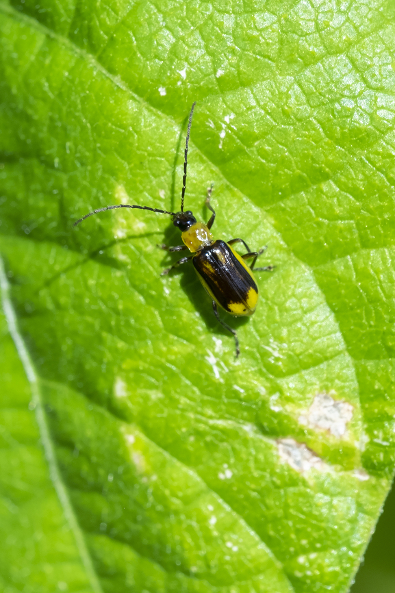western corn rootworm very people shy... hard to get a photo because they run fast..  Diabrotica virgifera virgifera,Geotagged,Summer,United States,Western corn rootworm