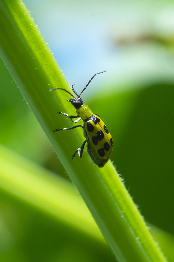 western spotted cucumber beetle  Diabrotica undecimpunctata,Geotagged,Spotted cucumber beetle,Summer,United States