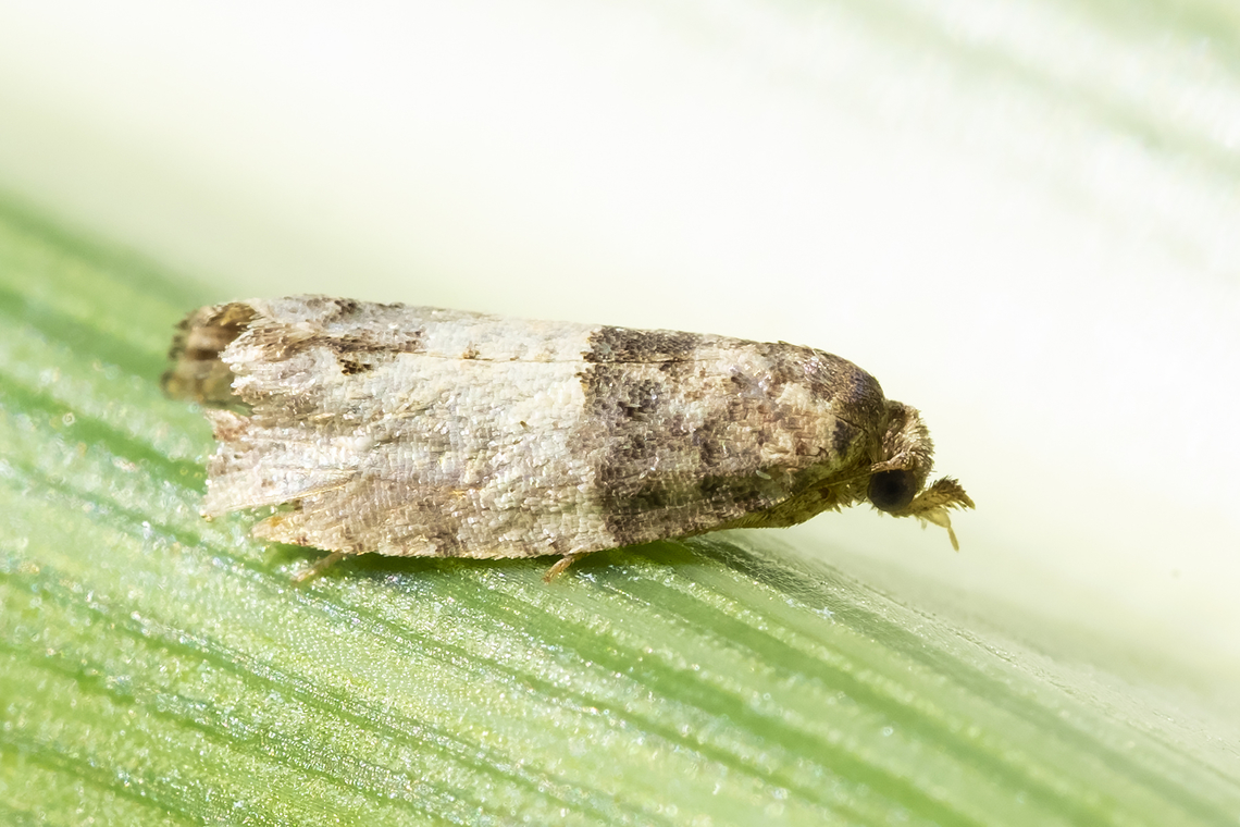 eye-spotted bug moth a little worse for the wear Eye-spotted Bud Moth,Geotagged,Spilonota ocellana,Summer,United States
