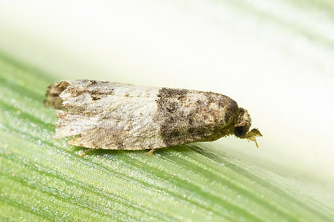eye-spotted bug moth a little worse for the wear Eye-spotted Bud Moth,Geotagged,Spilonota ocellana,Summer,United States
