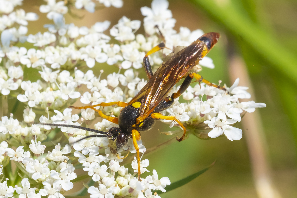 Ichneumon wasp - likely Ichenumon genus locally plentiful - saw this same wasp species several times during the day Geotagged,Summer,United States