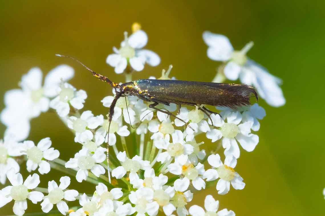 metallic moth - red clover casebearer thickened antenna without rings and dark hairs behind eyes indicate this species Coleophora deauratella,Geotagged,Red Clover Casebearer Moth,Summer,United States
