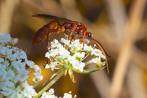 large red wasp I'm a bit stumped... this wasp has an odd arrangement for it's antenna attachment that I'm not finding so far. The antenna appear to merge into a large base that is then attached at a single point to the wasp's head instead of originating separately.. The next photo is a crop of the head that shows this better. Geotagged,Summer,United States