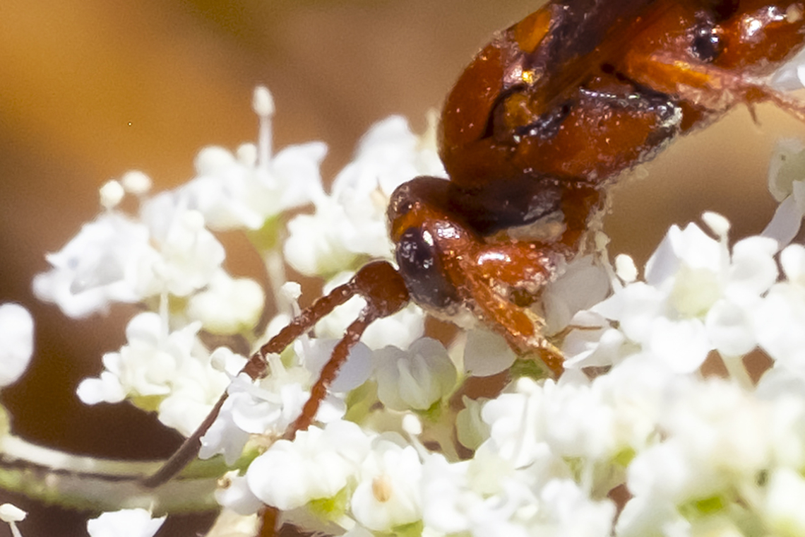 red wasp head  Geotagged,Summer,United States