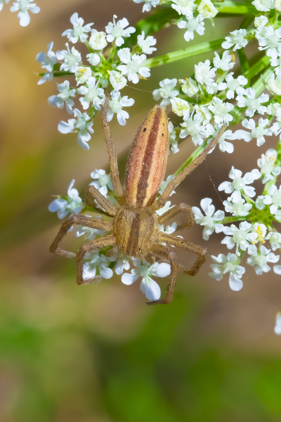 running crab spider Being the only species of the genus in western Washington, makes this a surprisingly easy ID for a spider Geotagged,Summer,Tibellus oblongus,United States