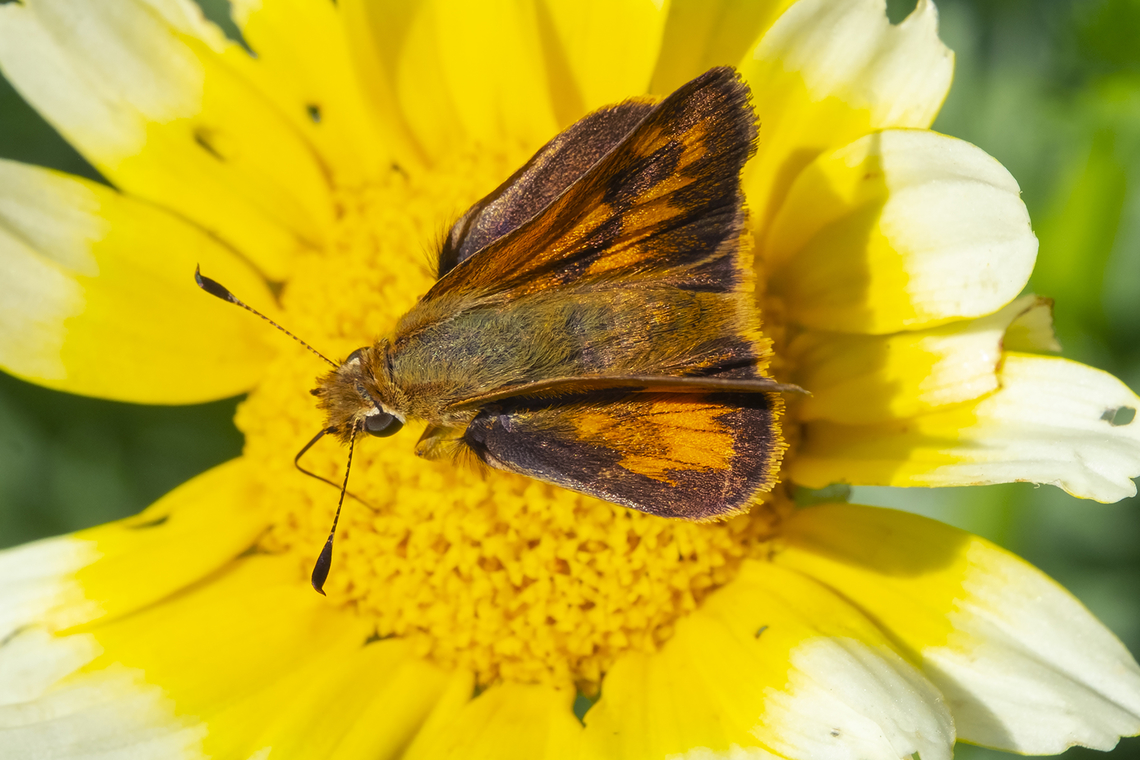 woodland skipper plentiful in the Puget Lowlands Geotagged,Ochlodes sylvanoides,Summer,United States,Woodland Skipper