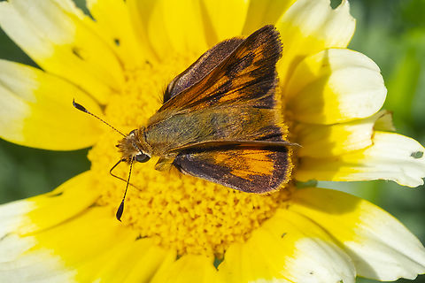 woodland skipper plentiful in the Puget Lowlands Geotagged,Ochlodes sylvanoides,Summer,United States,Woodland Skipper