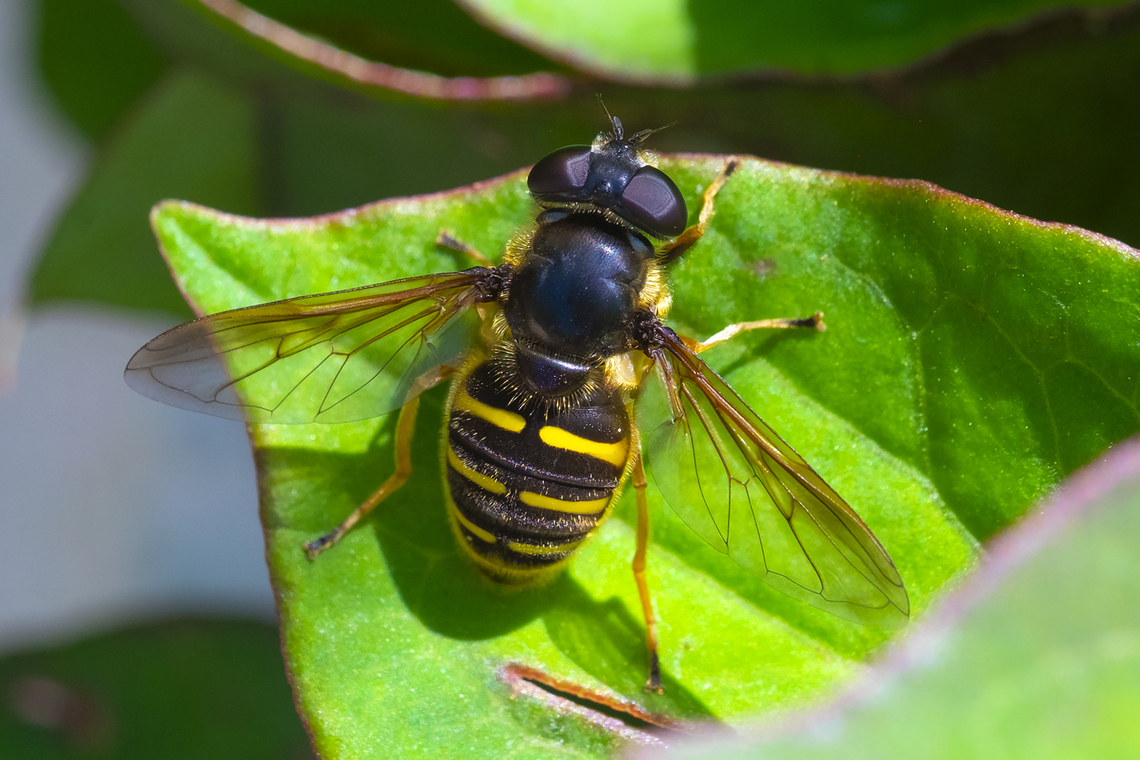 western pond fly not sure where this fellow came from... as far as I know there aren't any ponds nearby Geotagged,Sericomyia chalcopyga,Summer,United States,Western Pond Fly