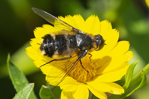 Villa sp. bee fly apparently the genus is under review... Very big, noticeable bee flies. Geotagged,Summer,United States