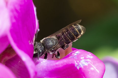 little bee really stuck in I believe this is a leaf cutter bee, I recall it had a somewhat flattened abdomen that was quite hairy on the bottom, which is more like Megachile than Halictus... but I'm afraid there's not enough in this pic to ID to species.. it was just too fun to skip though.  Geotagged,Summer,United States