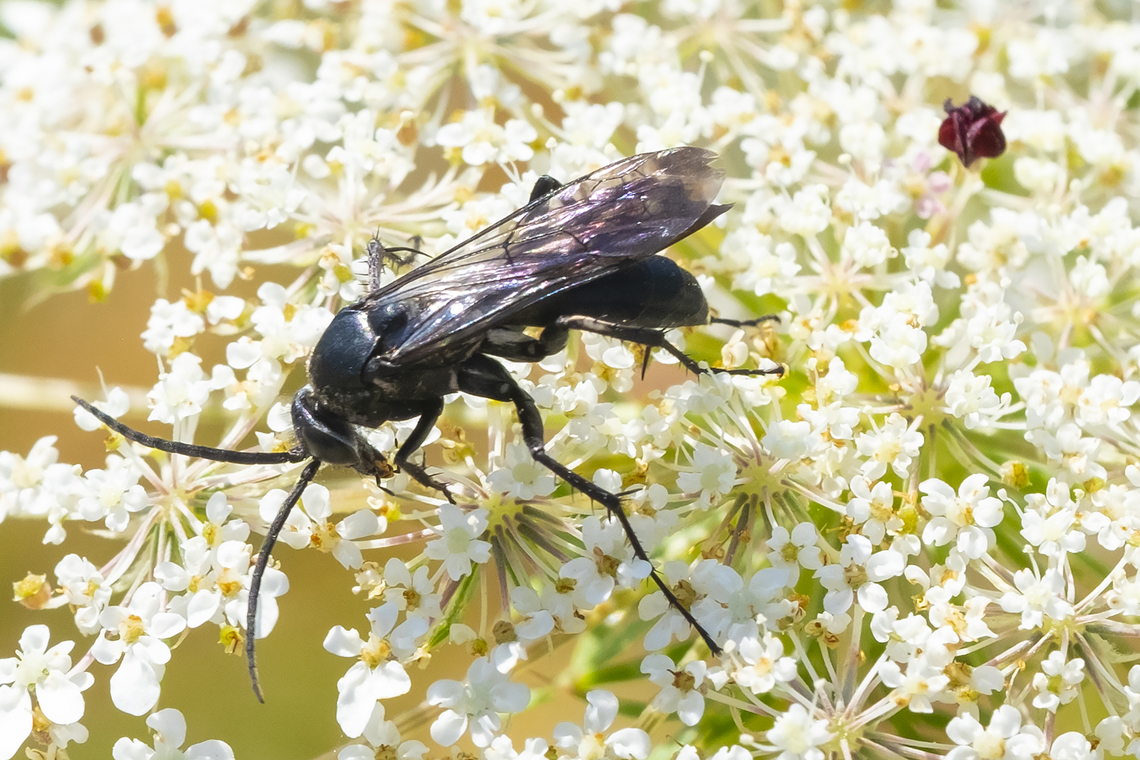 spider wasp  Agenioideus humilis,Geotagged,Summer,United States