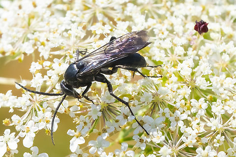 spider wasp  Agenioideus humilis,Geotagged,Summer,United States