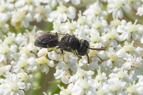 masked bee - likely Hylaeus sp.  Geotagged,Summer,United States
