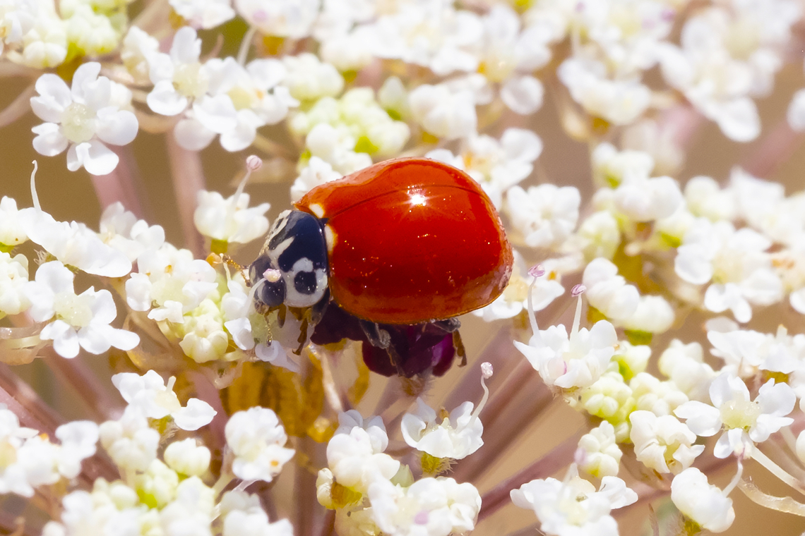 Spotless ladybird I think this is our prettiest lady-beetle. Spotless and super shiny - like it&#039;s been dipped in lacquer.  Cycloneda polita,Geotagged,Summer,United States,Western Blood-Red Ladybird