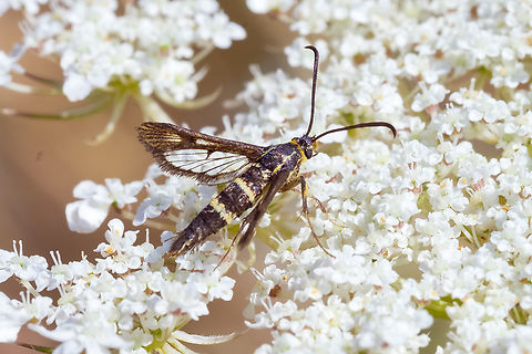 Strawberry Crown Moth