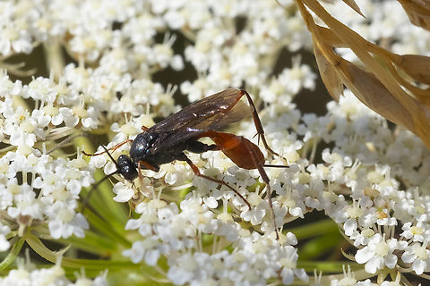Black and orange wasp  Geotagged,Summer,United States