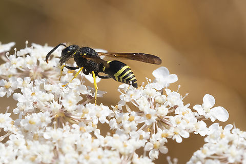 Potter wasp - Eumeninae  Geotagged,Summer,United States