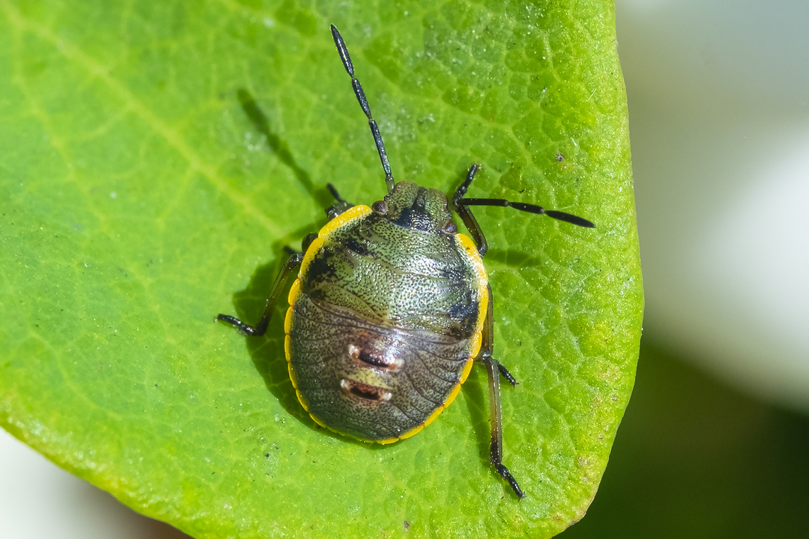 stink bug middle instar  Geotagged,Summer,United States
