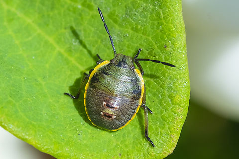 stink bug middle instar  Geotagged,Summer,United States