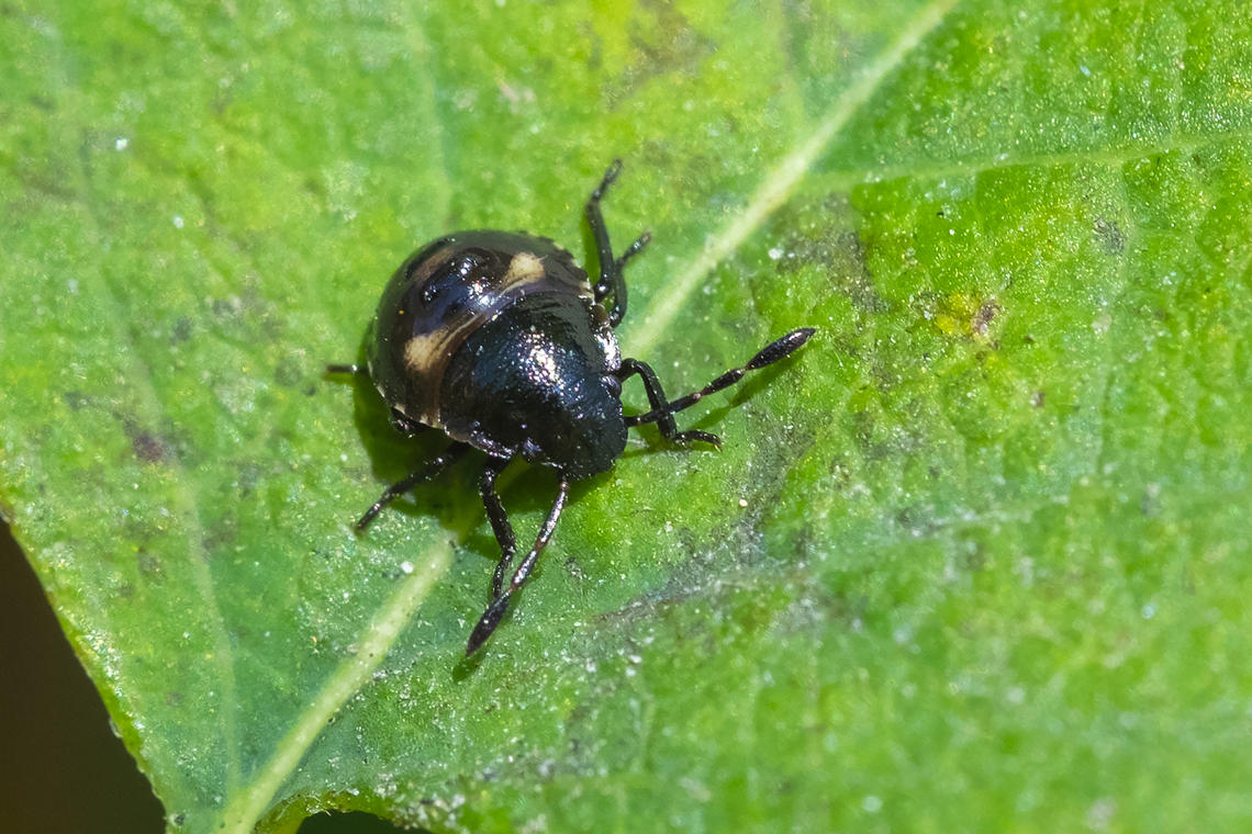 stinkbug nymph early instar  Geotagged,Summer,United States