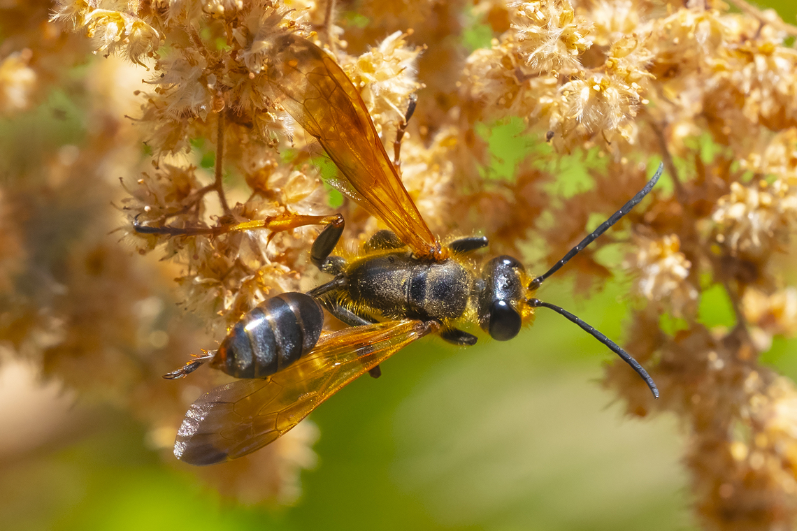 Elegant grass carrying wasp unlike it's much more common cousin I. mexicana, I elegans is a redhead. Geotagged,Isodontia elegans,Summer,United States