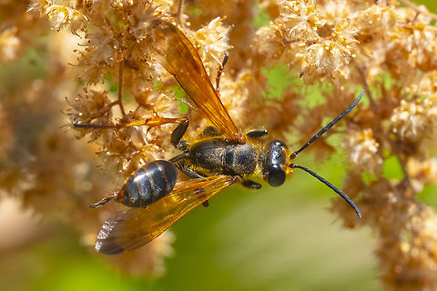 Elegant grass carrying wasp unlike it's much more common cousin I. mexicana, I elegans is a redhead. Geotagged,Isodontia elegans,Summer,United States