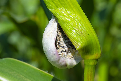 corn mushroom  Corn smut,Geotagged,Summer,United States,Ustilago maydis