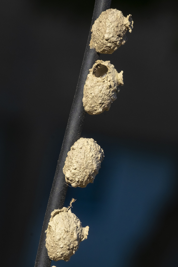 Potter wasp nests One has had it's infant wasp break free- the rest appeared to still be occupied Geotagged,Summer,United States