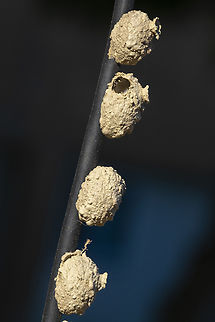 Potter wasp nests One has had it's infant wasp break free- the rest appeared to still be occupied Geotagged,Summer,United States