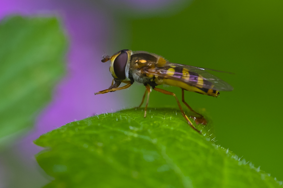 Eupeodes sp. syrphid fly  Geotagged,Summer,United States