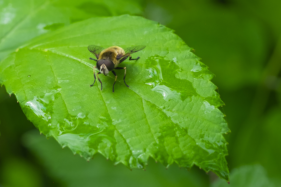 Big-eyed bee fly with striped legs  Eristalis anthophorina,Geotagged,Summer,United States