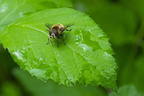 Big-eyed bee fly with striped legs Eristalis anthophorina,Geotagged,Summer,United States