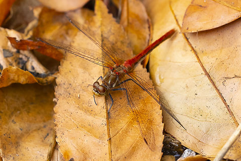 striped meadowhawk  Geotagged,Striped meadowhawk,Summer,Sympetrum pallipes,United States