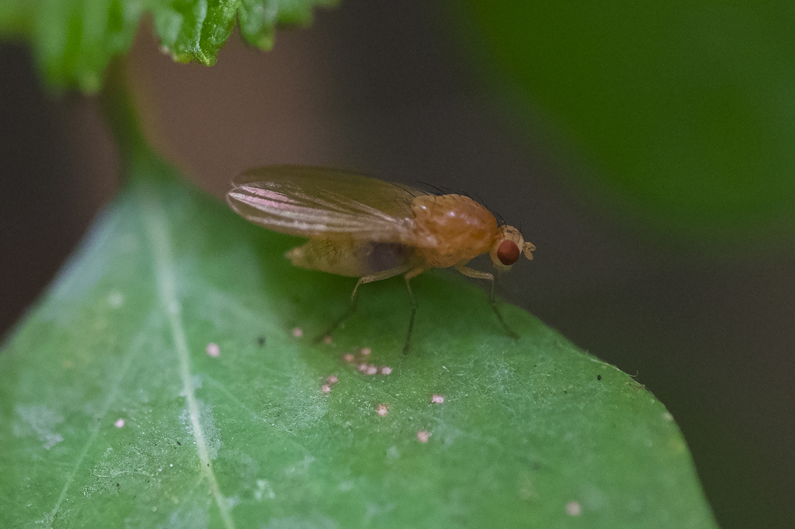 small headed pale fly perhaps Lauxaniidae Geotagged,Summer,United States
