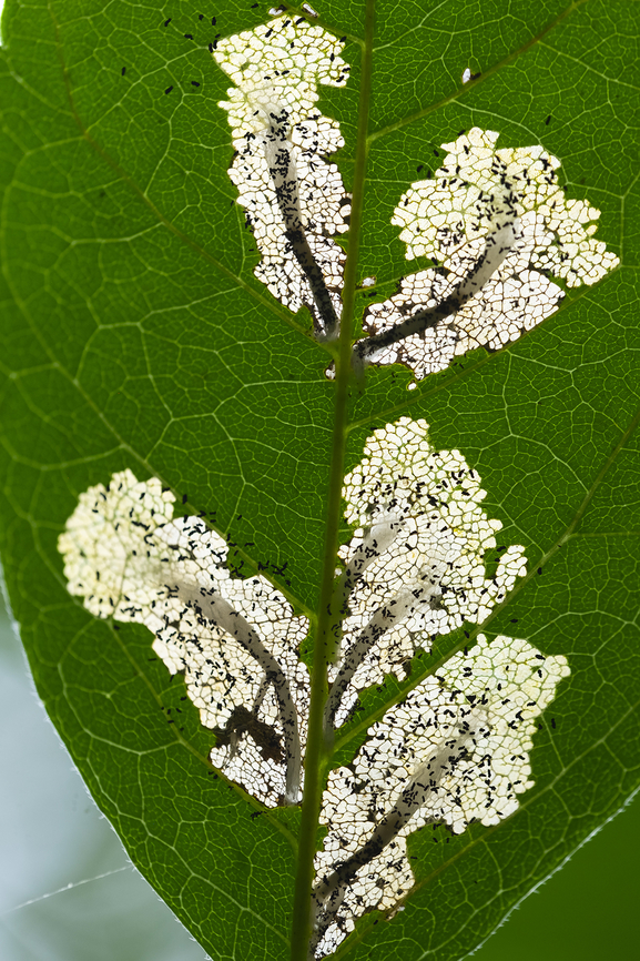 leaf miners on cottonwood These interesting little guys look like they attach themselves to the leaf's midrib.  Geotagged,Summer,United States