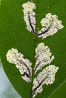 leaf miners on cottonwood These interesting little guys look like they attach themselves to the leaf's midrib.  Geotagged,Summer,United States