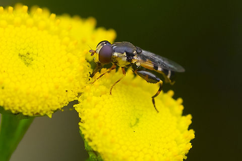 thick-legged hoverfly - male  Geotagged,Summer,Syritta pipiens,Thick-legged hoverfly,United States