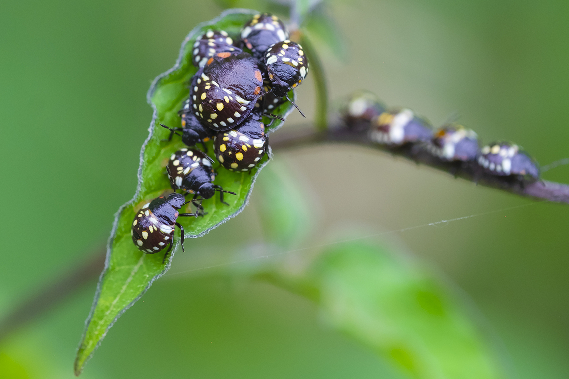 southern green stinkbug 3rd instar nymphs found out that these are very recent imports - and that the Washington dept of agriculture is tracking them - submitted my sightings so far.  Geotagged,Nezara viridula,Summer,United States