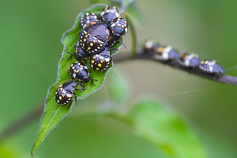 southern green stinkbug 3rd instar nymphs found out that these are very recent imports - and that the Washington dept of agriculture is tracking them - submitted my sightings so far.  Geotagged,Nezara viridula,Summer,United States