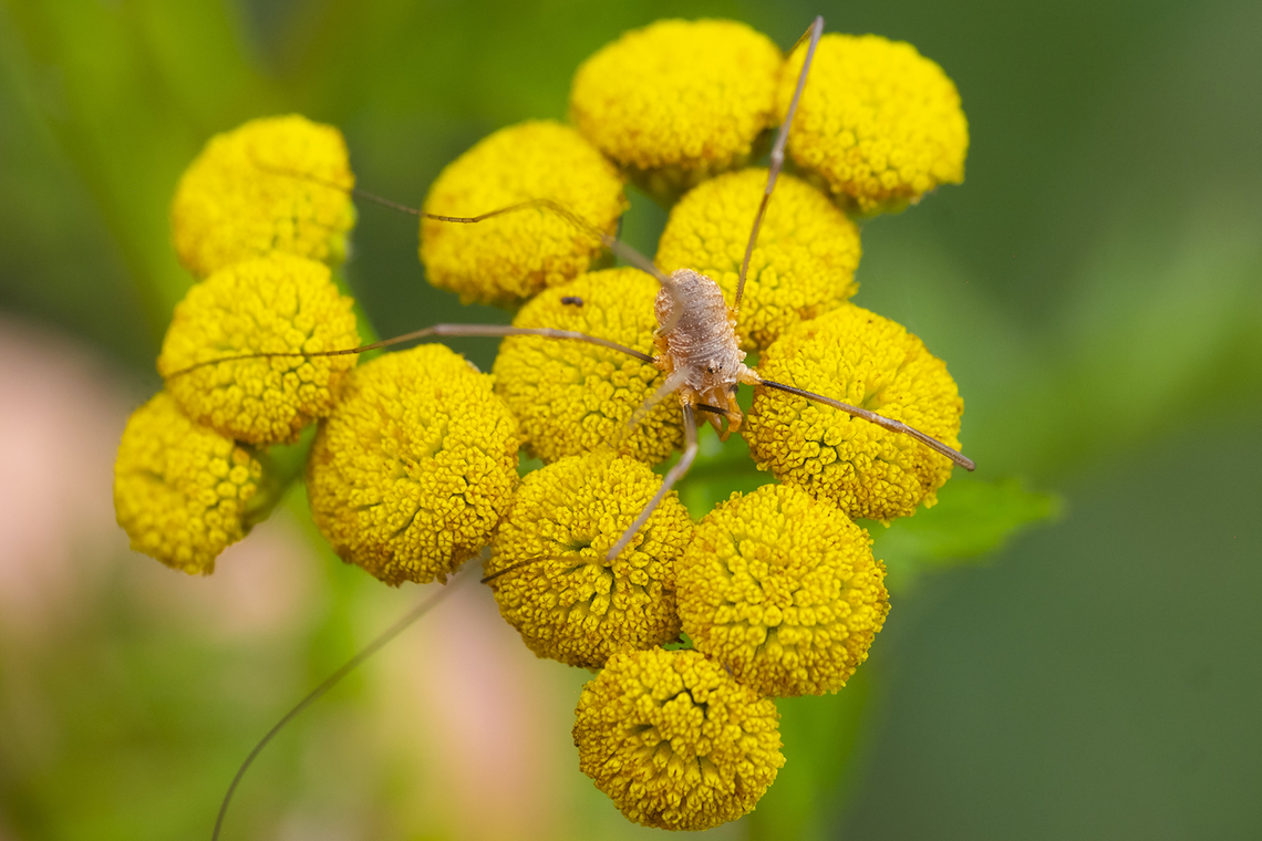 Common harvestman a little roughly used - missing 2 of it&#039;s 4 legs on it&#039;s left side Daddy longlegs,Geotagged,Phalangium opilio,Summer,United States