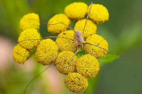Common harvestman a little roughly used - missing 2 of it's 4 legs on it's left side Daddy longlegs,Geotagged,Phalangium opilio,Summer,United States