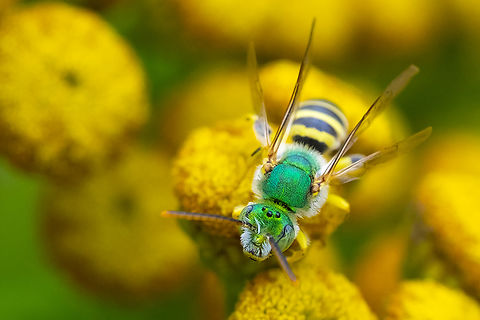 texas striped sweat bee  Agapostemon texanus,Geotagged,Summer,Texas Striped Sweat Bee,United States